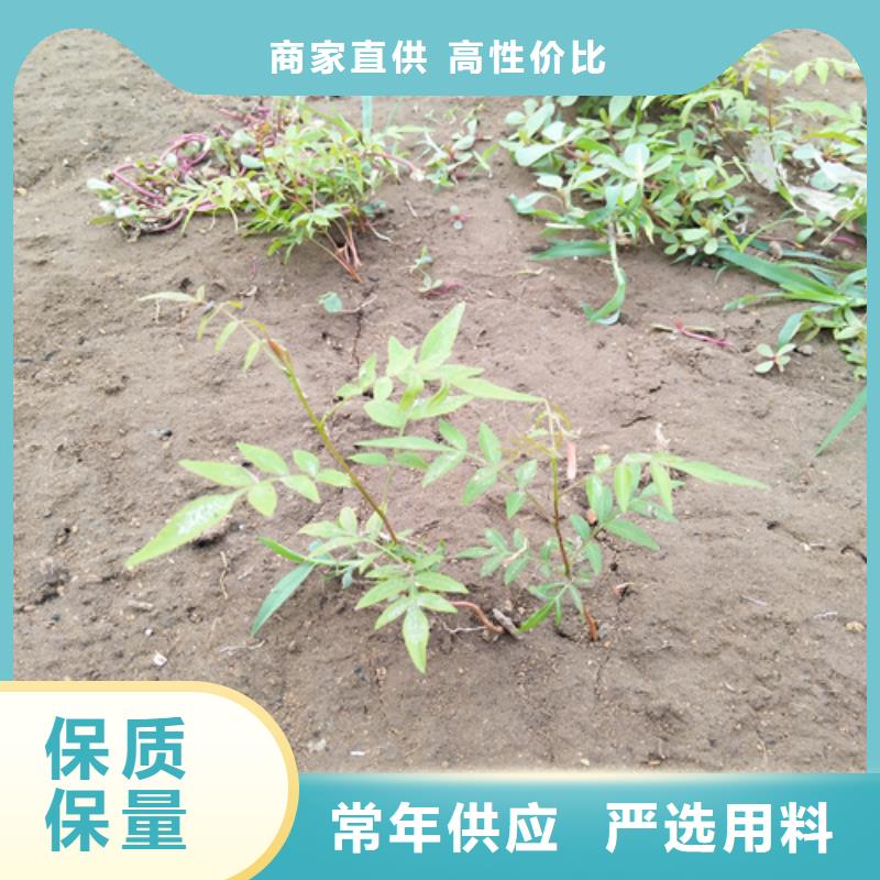 【开心果红石榴苗基地实力优品】