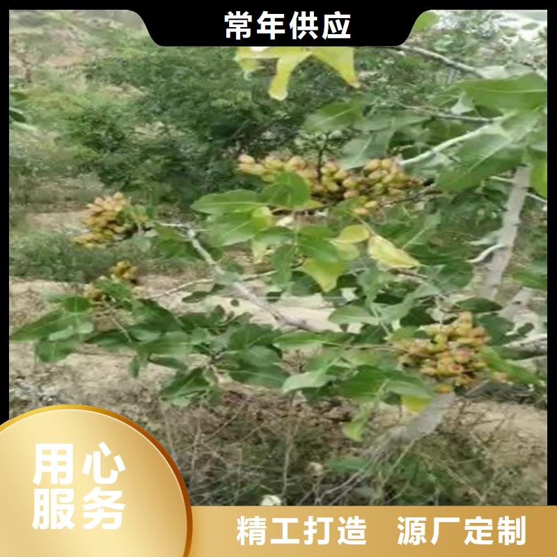 开心果-苹果苗颜色尺寸款式定制