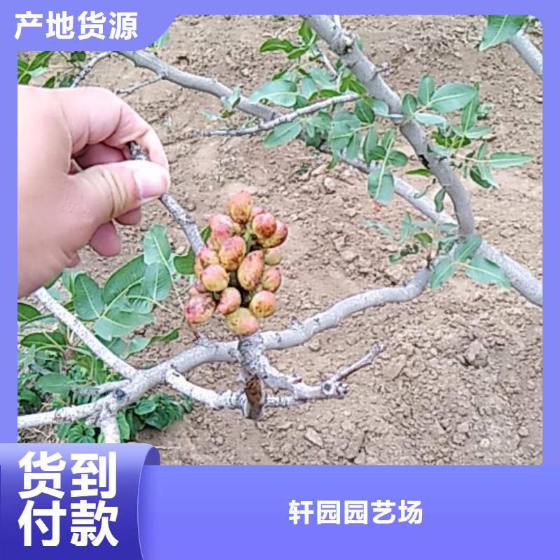 开心果樱桃苗信誉至上