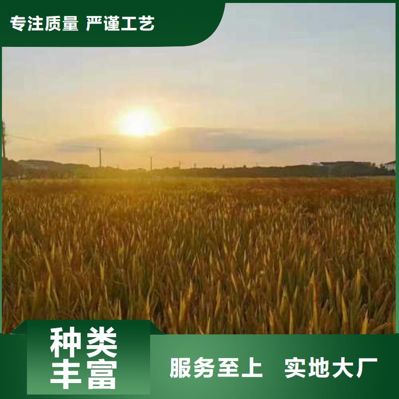 阳澄湖蟹哪家买苏州莲花岛顾记蟹庄