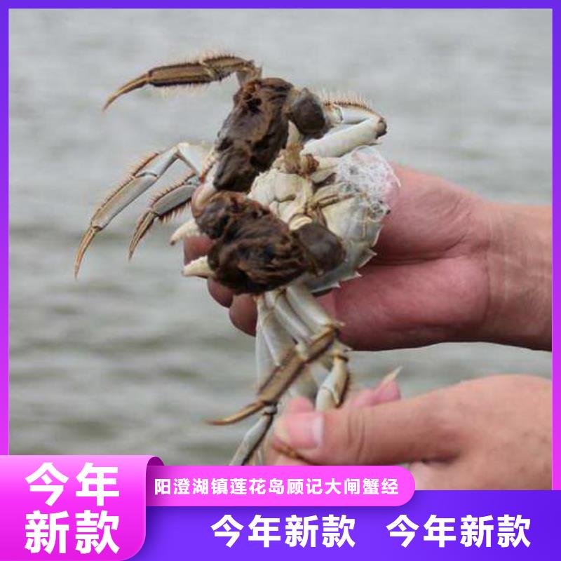 苏州阳澄湖大闸蟹哪家便宜味道好