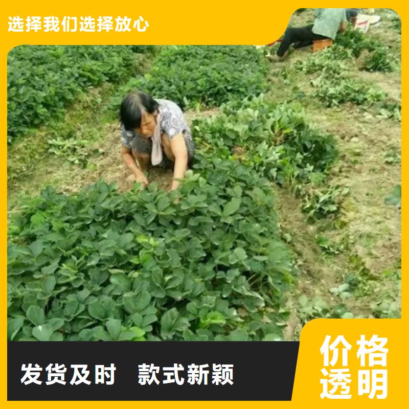 草莓苗樱桃苗推荐商家