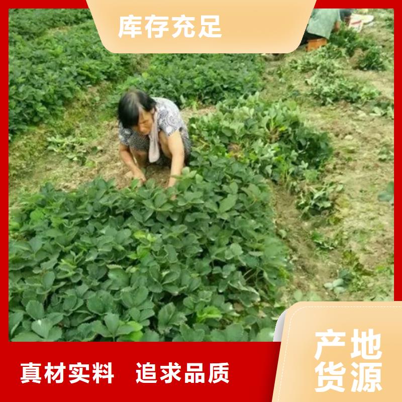 草莓苗樱桃苗畅销当地