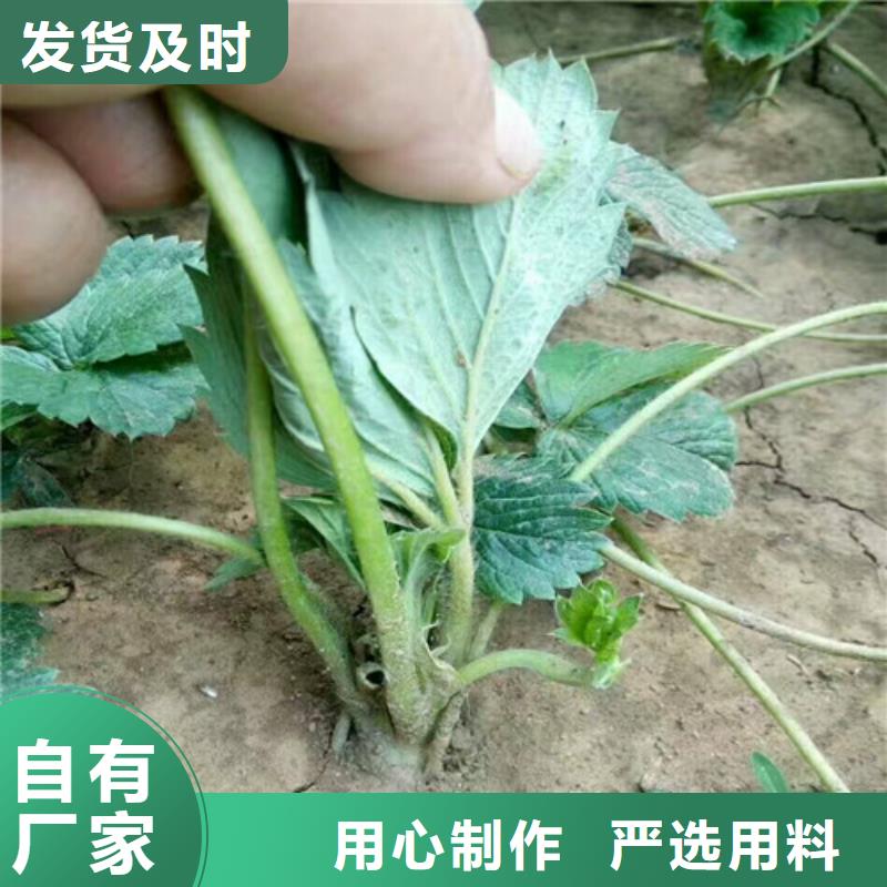 【草莓苗梨树苗基地多种款式可随心选择】