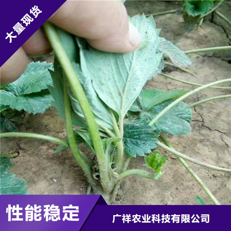 【草莓苗】大棚草莓苗实体厂家支持定制