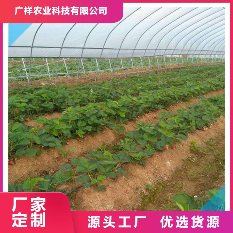 【草莓苗】梨树苗库存齐全厂家直供