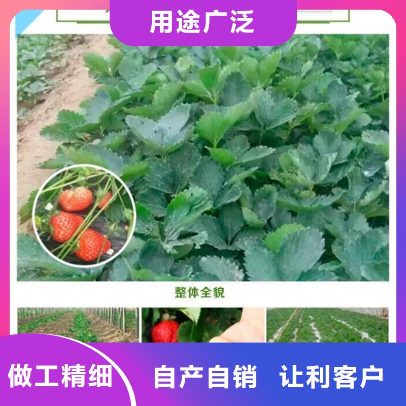 草莓苗_花椒树苗规格型号全