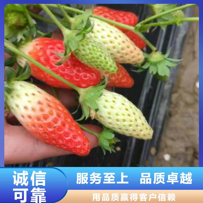 草莓苗大棚草莓苗把实惠留给您