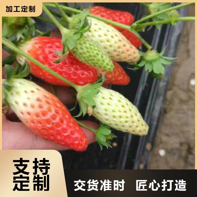 草莓苗-无花果树苗质量优选