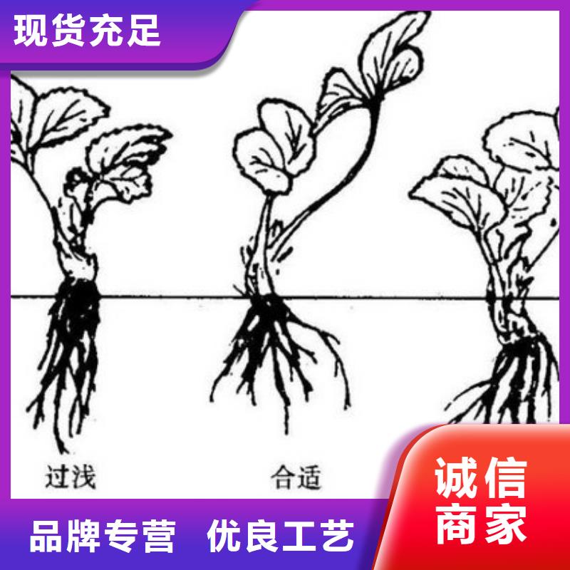 草莓苗-黄金苹果树苗一站式采购