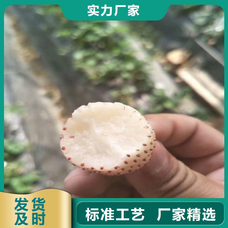 草莓苗草莓苗价格拒绝差价