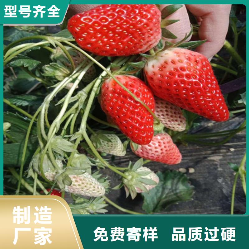 草莓苗_草莓苗价格品牌企业