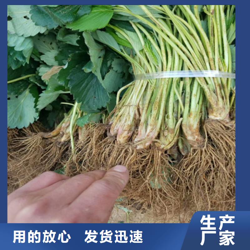 草莓苗_火箭大樱桃树苗按需定做