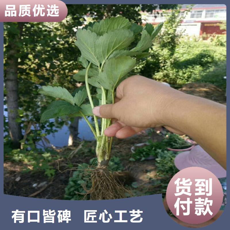 【草莓苗蓝宝石葡萄树苗实体厂家】