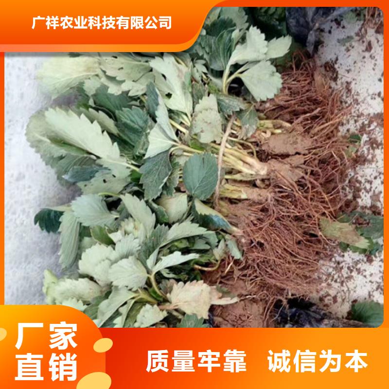 草莓苗【桃树苗基地】按需定制