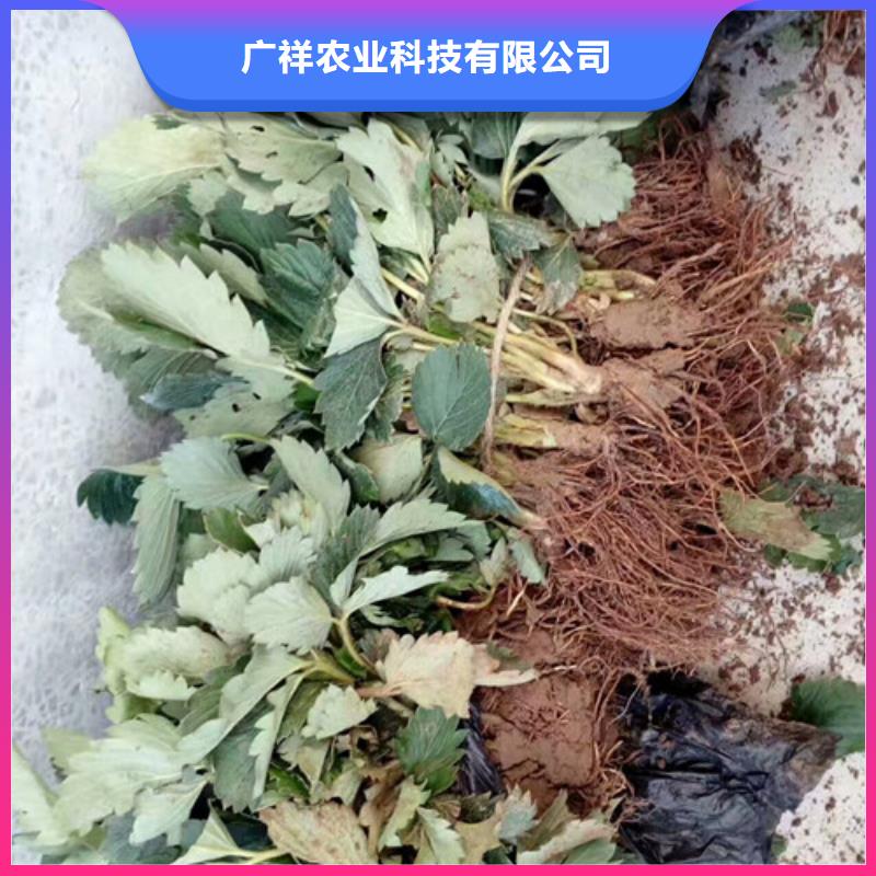 草莓苗胭脂脆桃树苗当地货源