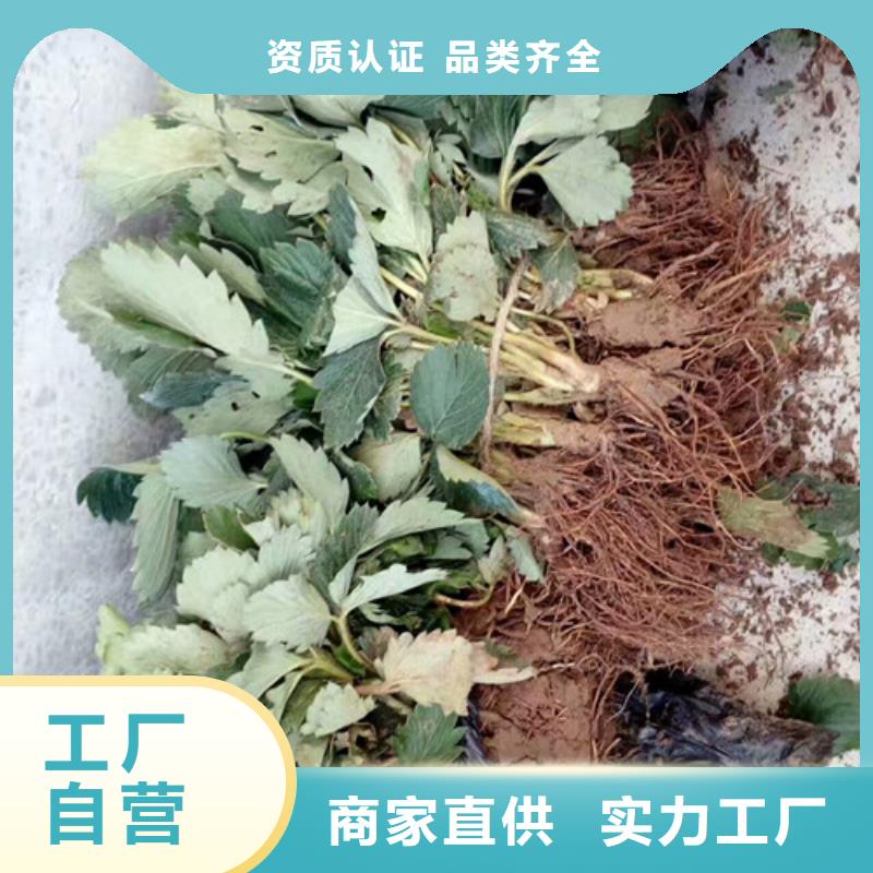 草莓苗【毛蟠桃树苗】工厂采购