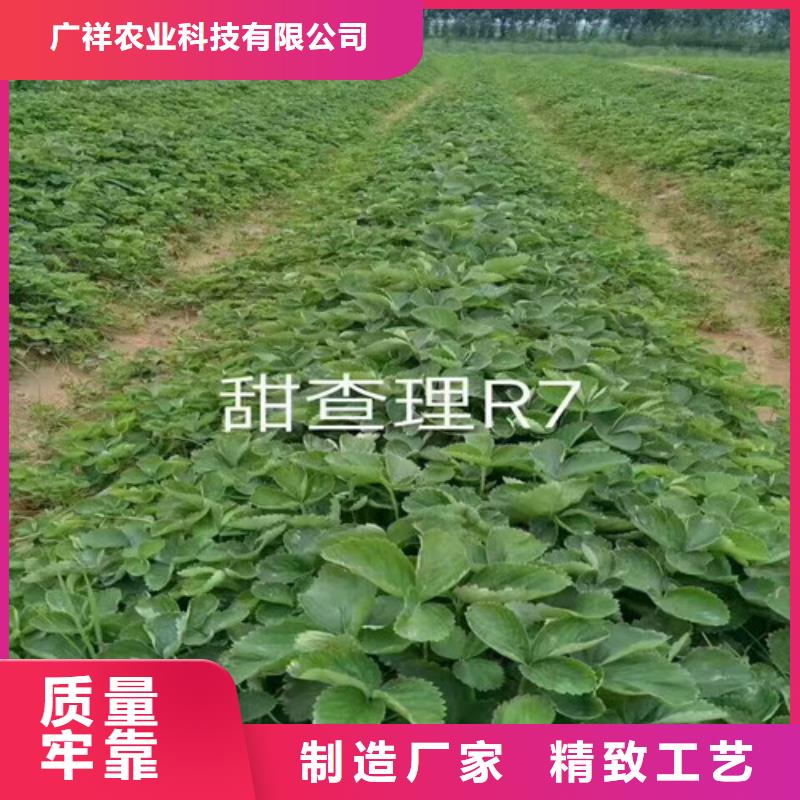 【草莓苗】大棚草莓苗实体厂家支持定制