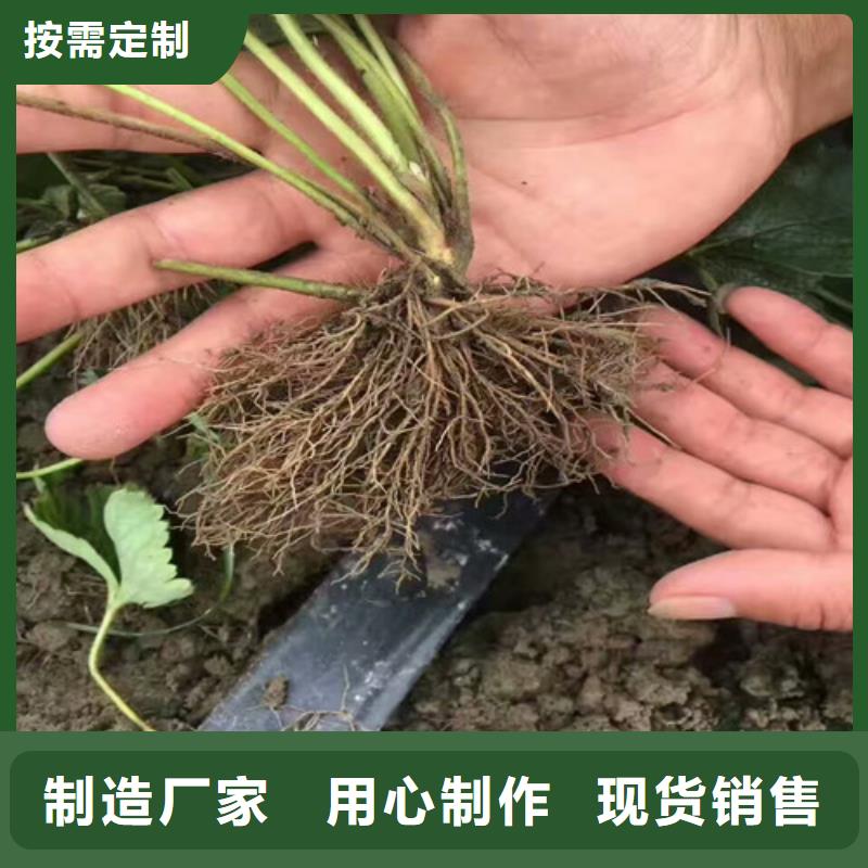 【草莓苗梨树苗基地多种款式可随心选择】