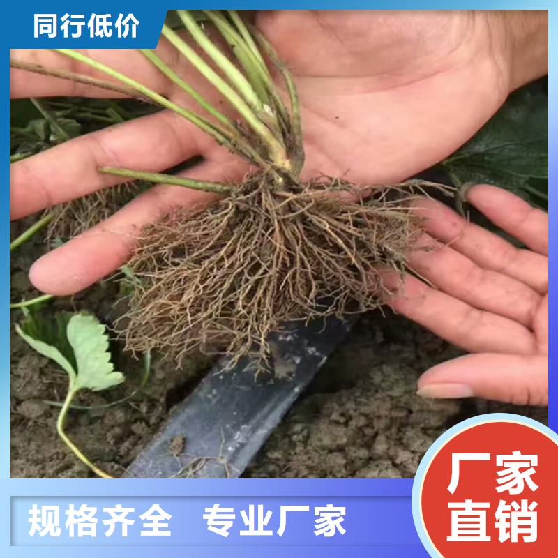 草莓苗_胭脂脆桃树苗工程施工案例