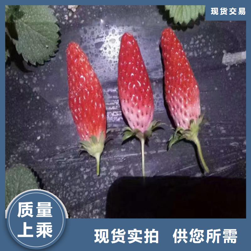 草莓苗_胭脂脆桃树苗产品优良