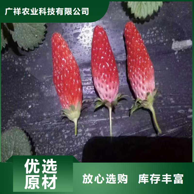 草莓苗果树苗欢迎来厂考察