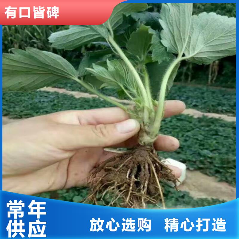 草莓苗【柱状梨树苗】真材实料诚信经营