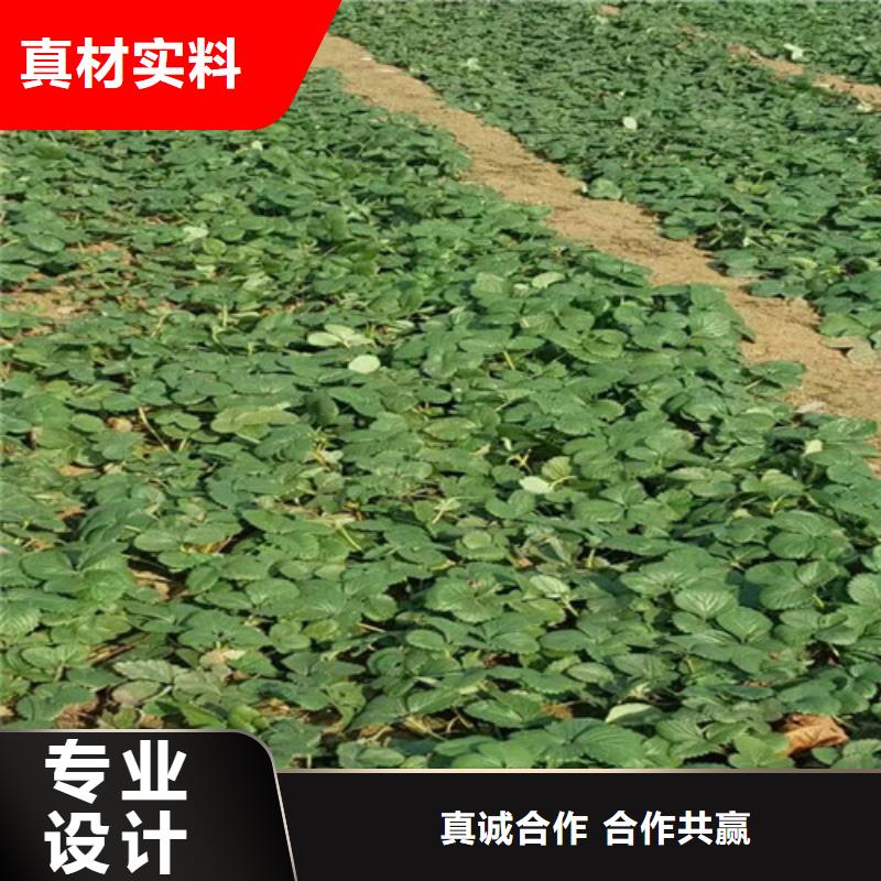 草莓苗梨树苗基地一站式采购方便省心