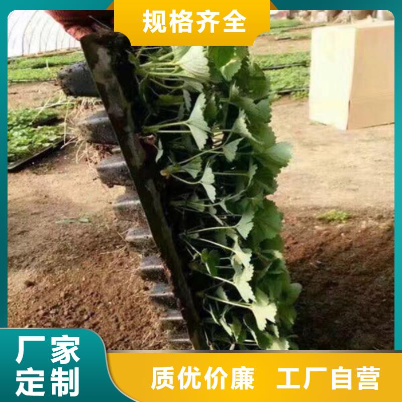 草莓苗梨树苗基地可放心采购