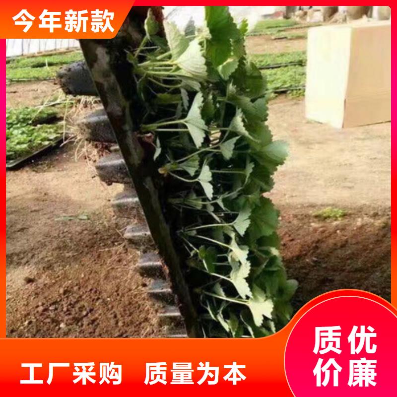 草莓苗-无花果树苗质量优选