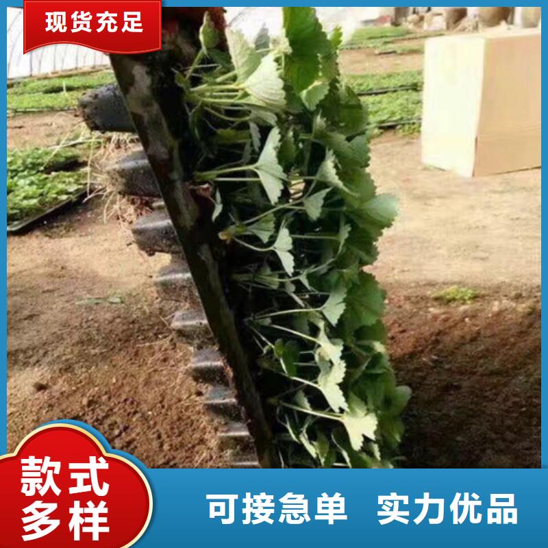 草莓苗果树苗优良材质