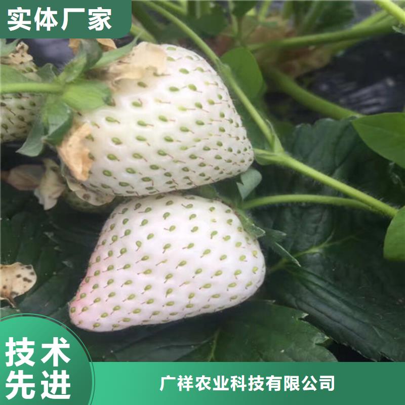 草莓苗_桃树苗基地商家直供