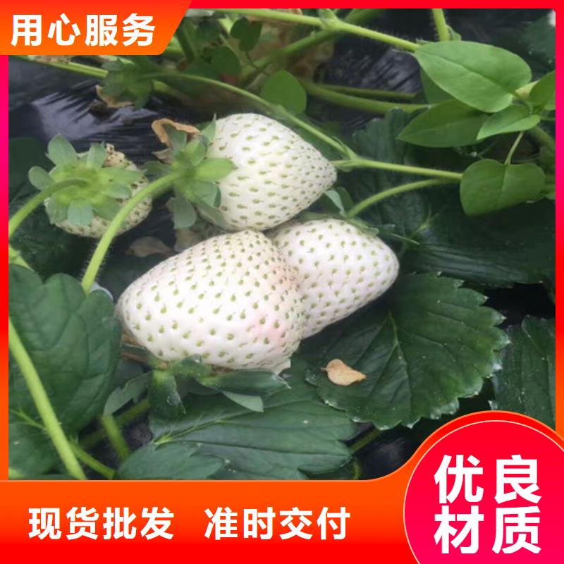 草莓苗果树苗供您所需