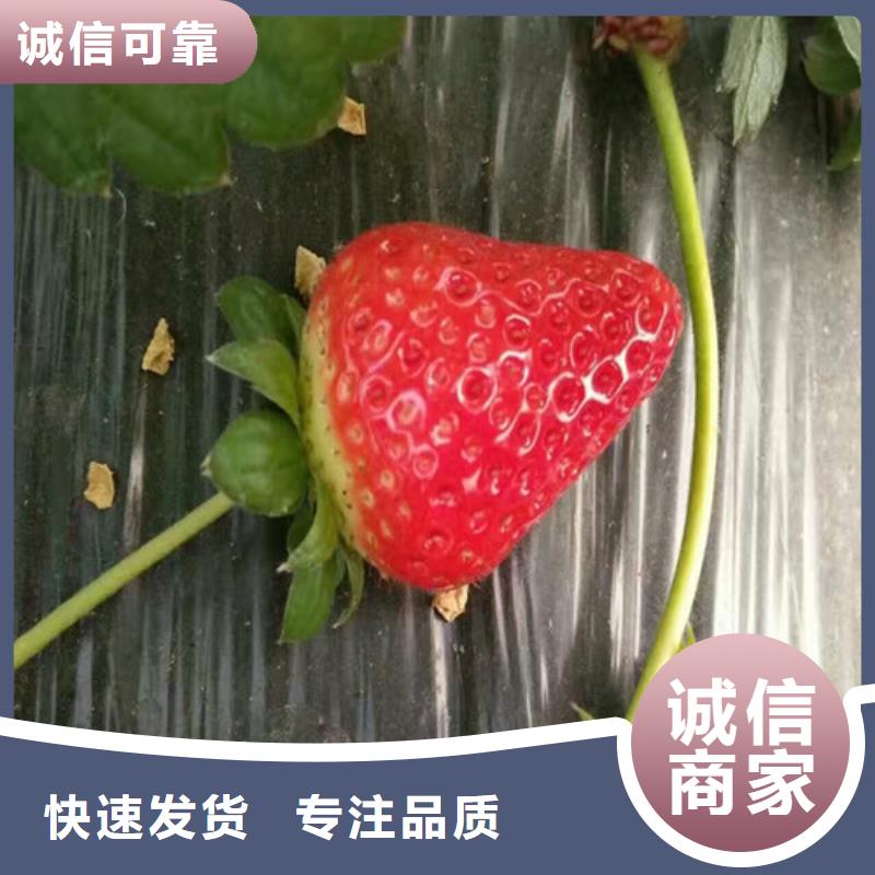 草莓苗蓝莓苗好产品价格低