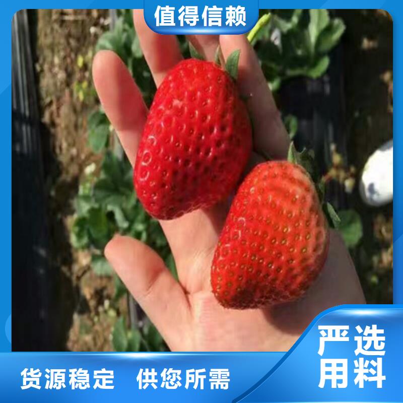 草莓苗_胭脂脆桃树苗工程施工案例