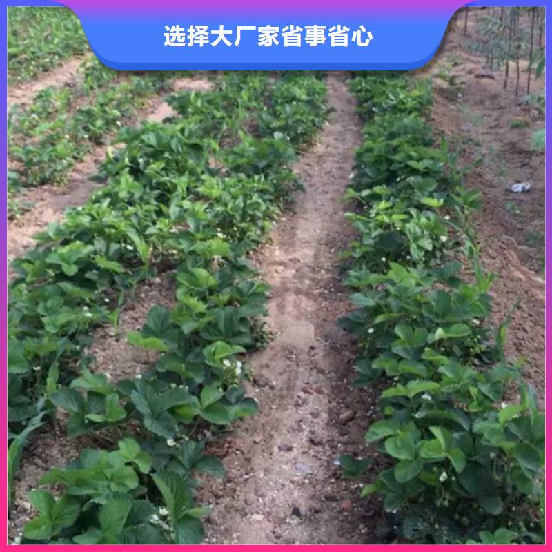 【草莓苗】桃树苗有口皆碑