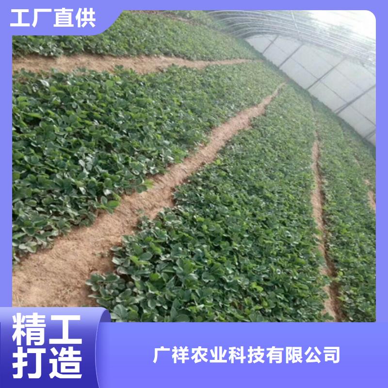 【草莓苗】桃树苗准时交付