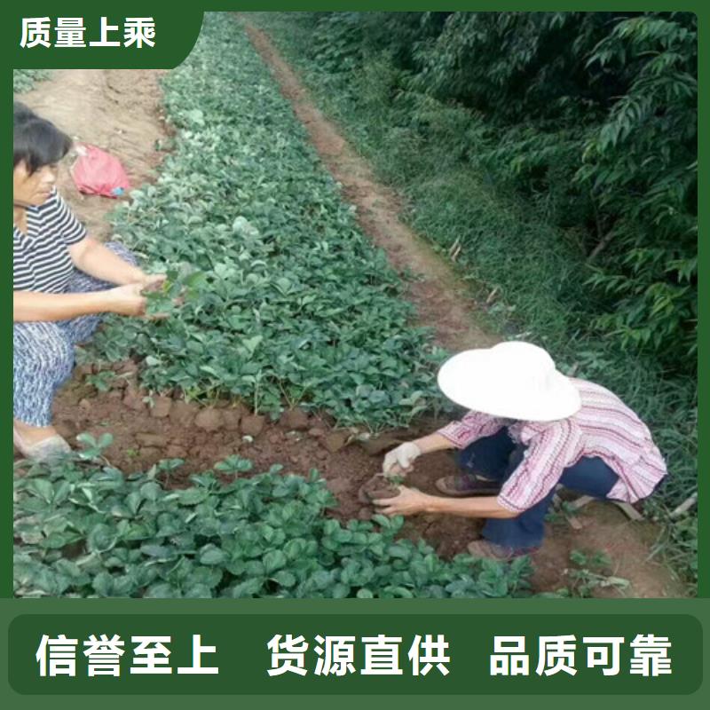 草莓苗梨树苗推荐厂家