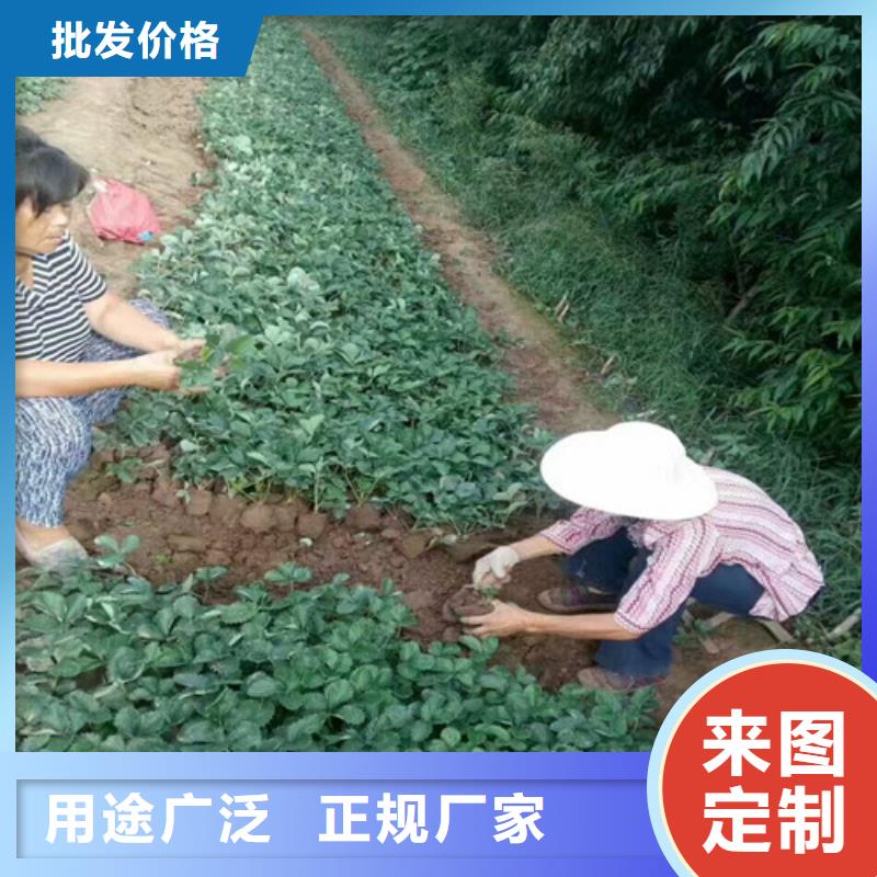 【草莓苗】大棚草莓苗合作共赢