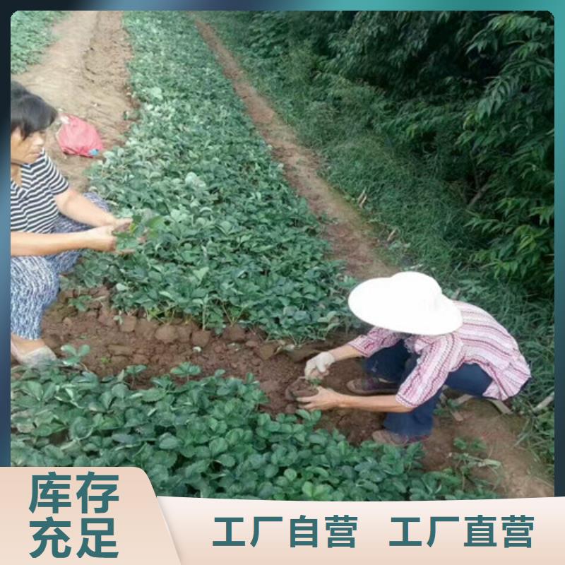 草莓苗大棚草莓苗定制批发