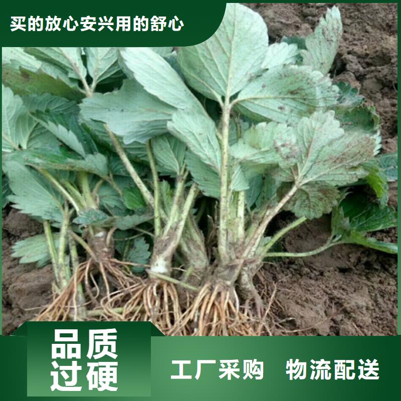 【草莓苗】樱桃苗高性价比