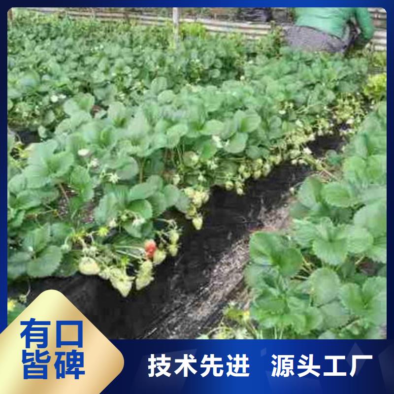 【草莓苗】樱桃苗高性价比