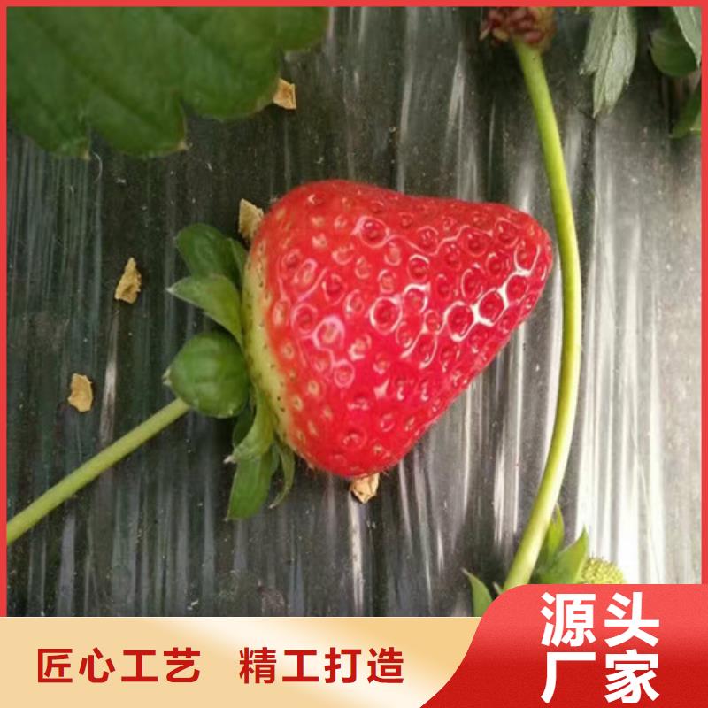 【草莓苗】梨树苗实力优品