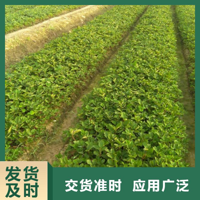 【草莓苗】大棚草莓苗快速报价