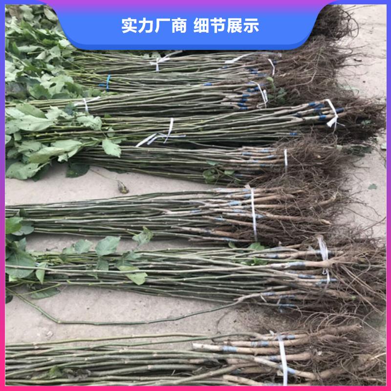 【核桃苗,葡萄苗源头厂商】