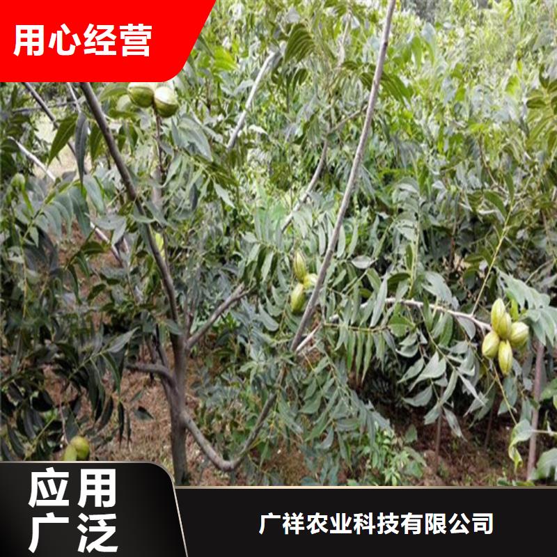 【核桃苗红颜草莓厂家规格全】