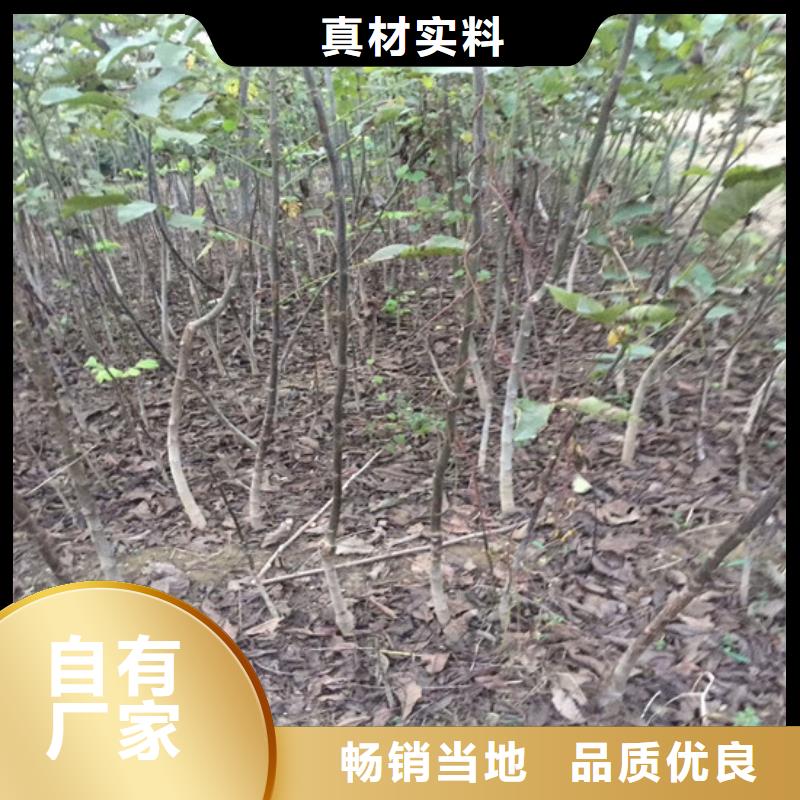 【核桃苗】梨树苗基地质量优选