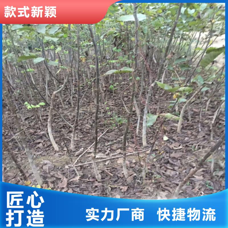 核桃苗【樱桃苗基地】大量现货供应