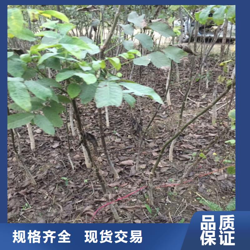 【核桃苗】无花果树苗匠心制造