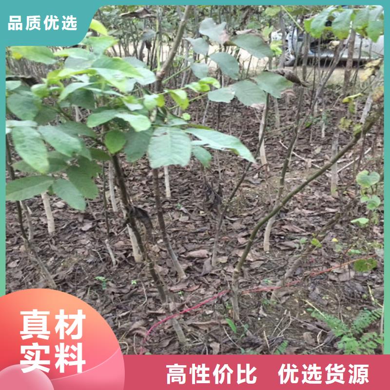 核桃苗珍珠枣油桃树苗优质材料厂家直销